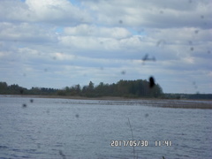 Hydrocoloeus minutus