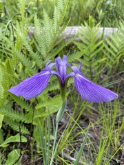 Iris tridentata