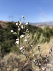 Streptanthus glandulosus albidus