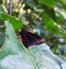 Thracides cleanthes