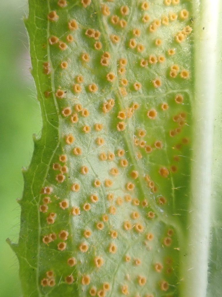 Puccinia pulverulenta
