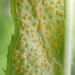 Puccinia pulverulenta - Photo (c) Calum McLennan, algunos derechos reservados (CC BY-NC), subido por Calum McLennan
