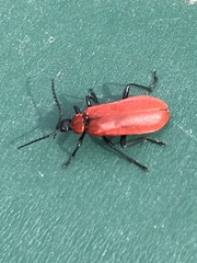 Pyrochroa coccinea
