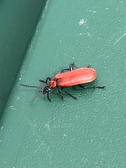 Pyrochroa coccinea