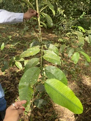 Garcinia madruno
