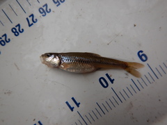 Notropis dorsalis