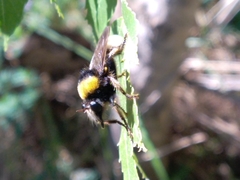 Laphria bomboides
