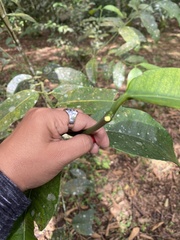 Garcinia madruno
