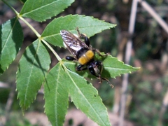 Laphria bomboides