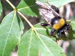 Laphria bomboides