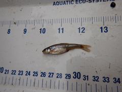 Notropis dorsalis