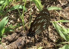 Charaxes eurinome ansellica