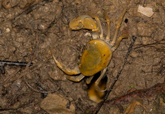 Geothelphusa makatao