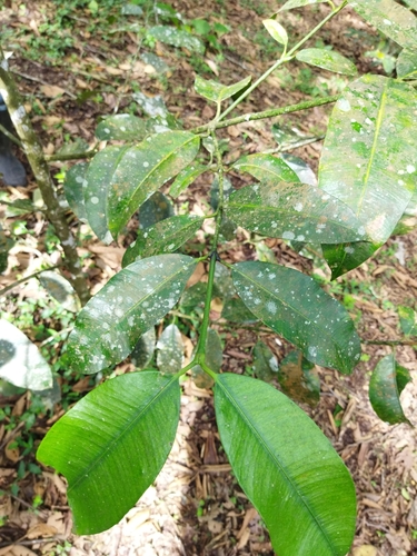 Garcinia madruno, photograph 1