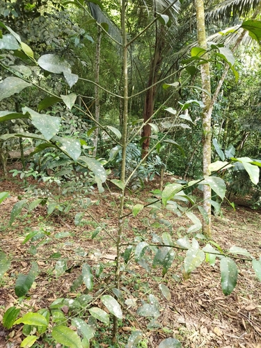 Garcinia madruno, photograph 2