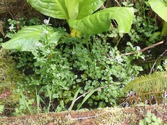 Cardamine breweri