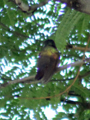 Saucerottia beryllina