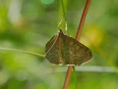 Anania fuscalis
