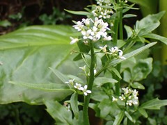 Cardamine breweri