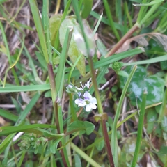 Veronica serpyllifolia