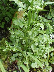Cardamine breweri