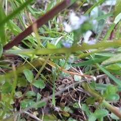Veronica serpyllifolia