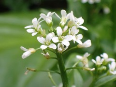 Cardamine breweri