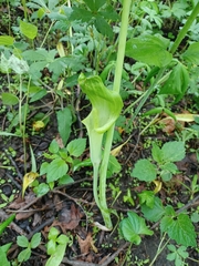 Uromyces ari-triphylli