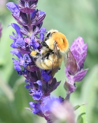 Bombus muscorum