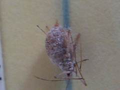 Macrosiphum albifrons