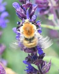 Bombus muscorum