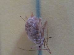 Macrosiphum albifrons
