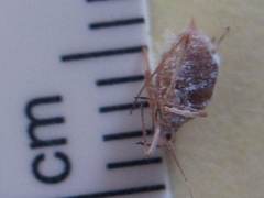 Macrosiphum albifrons