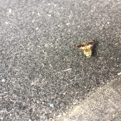 Chrysops relictus