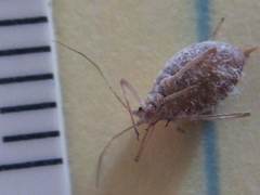 Macrosiphum albifrons