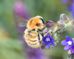 Bombus muscorum