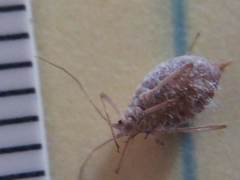 Macrosiphum albifrons