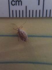 Macrosiphum albifrons