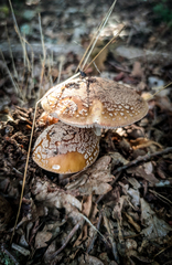 Amanita rubescens rubescens