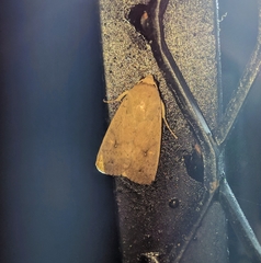 Athetis nonagrica