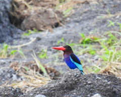 Halcyon cyanoventris