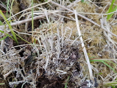 Cladonia glauca