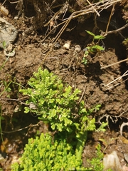 Selaginella apoda