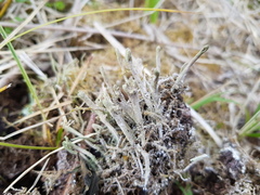 Cladonia glauca