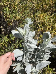 Eriodictyon tomentosum