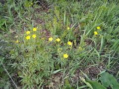 Potentilla longipes