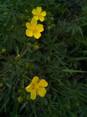 Potentilla longipes