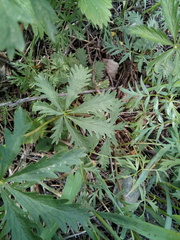 Potentilla longipes