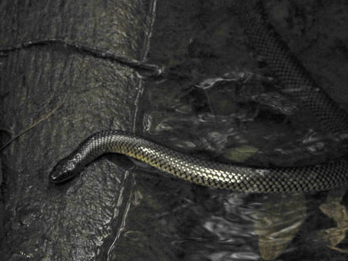 Golden Liophis, Erythrolamprus semiaureus