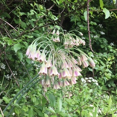 Allium siculum